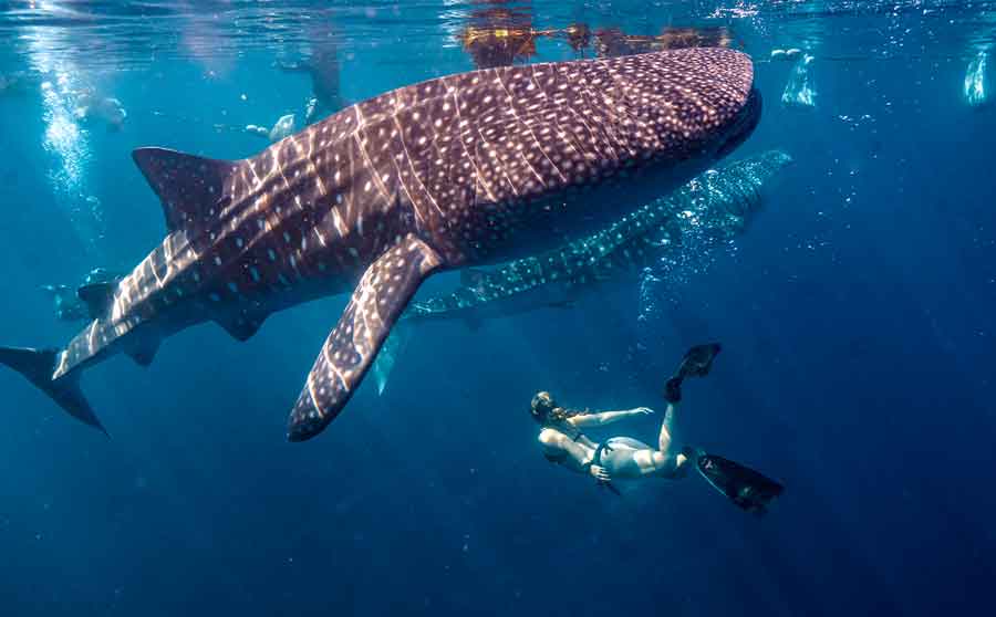 whale-shark-season-tanzania-october