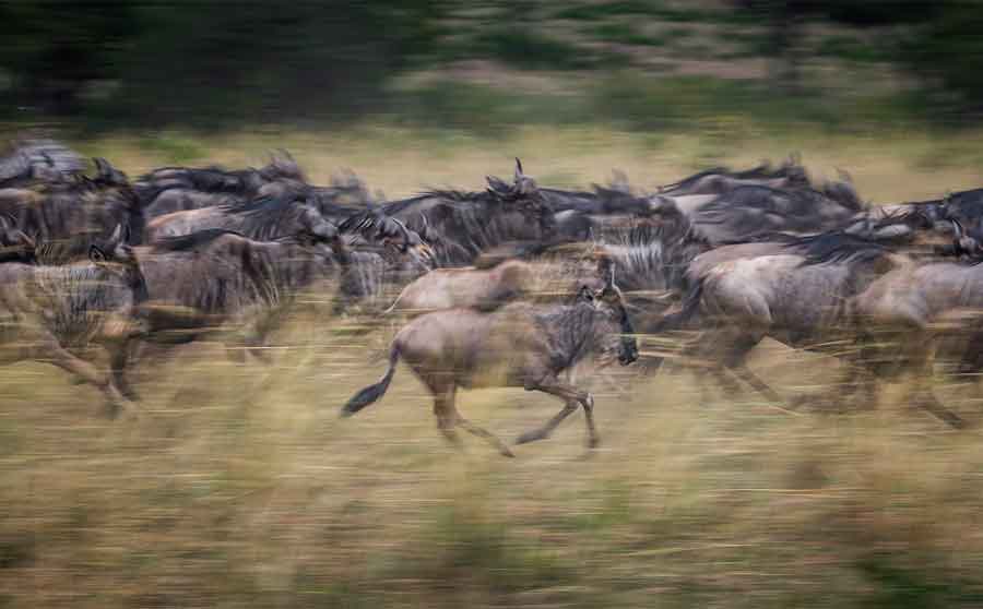 wildebeest-migration-maasai-ara-kenya-july-october