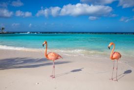 Aruba Ed Card Application Online Apply for an Aruba ED Card