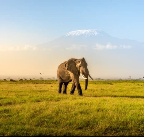 Kenya online visa